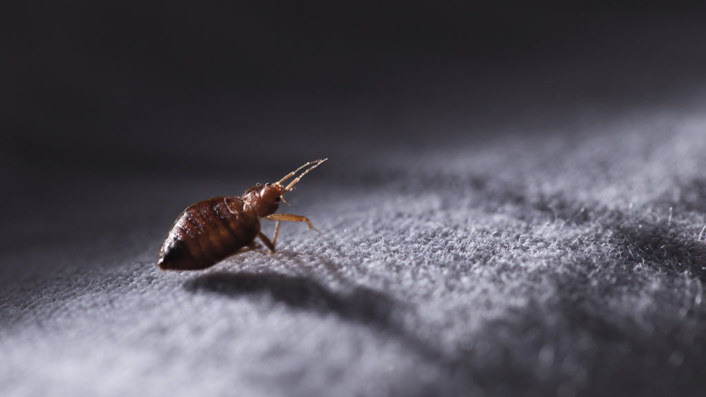 bed bug on sheets