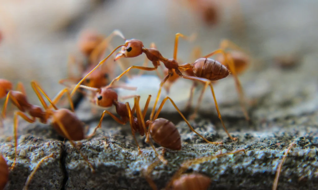 Commercial Ant Exterminator card