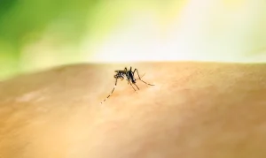 Mosquito Control card