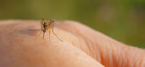 Mosquito Control tab