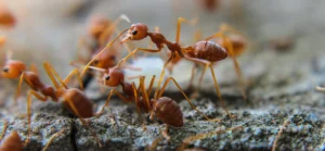 Residential Ant Exterminator tab
