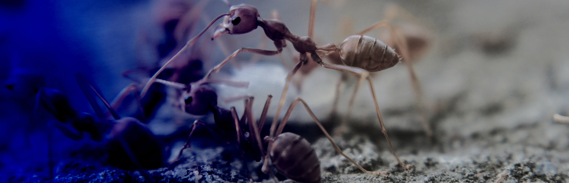 Residential Ant Exterminator