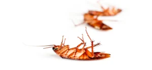 Cockroach Control listing