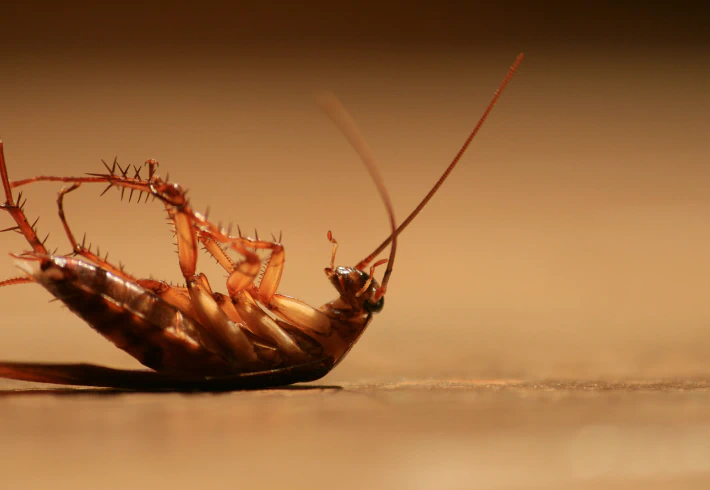 Cockroach Control