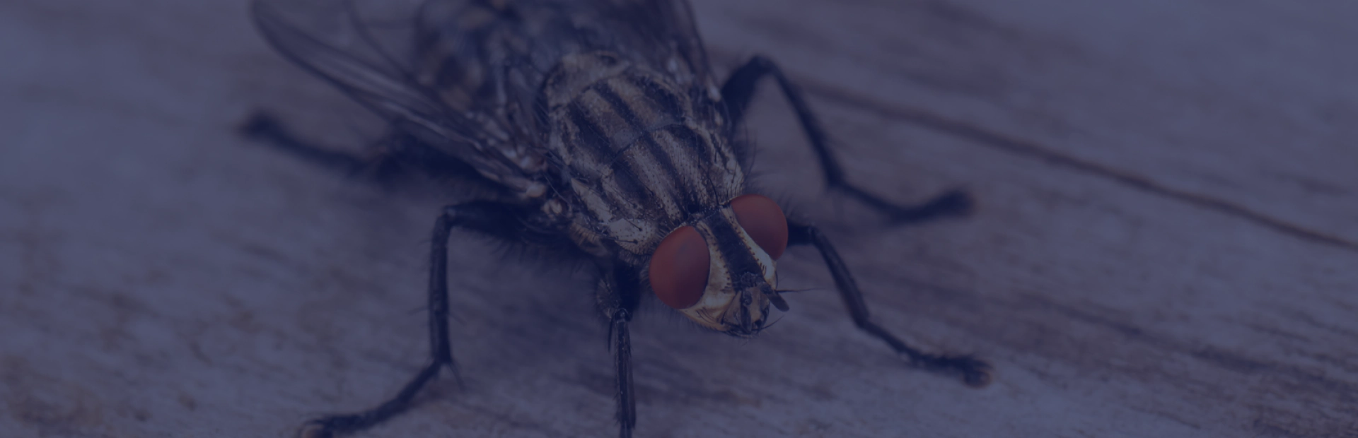 Flying Insects Contro Flying Insect Control | Wilson, NC